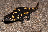 Salamandra salamandra, Liqeni i Badovcit