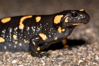 Salamandra salamandra, Liqeni i Badovcit