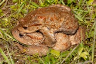 Bufo bufo, Liqeni i Badovcit