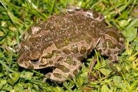 Bufotes viridis, Liqeni i Badovcit