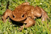 Bufo bufo, Liqeni i Badovcit