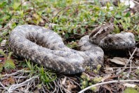 Vipera ammodytes, Gërmisë