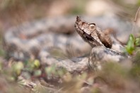 Vipera ammodytes, Gërmisë