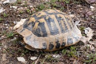 Testudo hermanni, Gërmisë