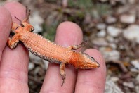 Podarcis muralis, Gërmisë