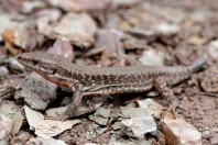 Podarcis muralis, Gërmisë