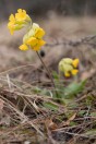Primula veris, Kolovicë