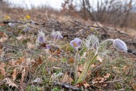 Pulsatilla sp., Kolovicë