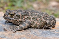 Bufotes viridis, Liqeni i Badovcit