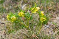 Helleborus odorus, Novo Sellë