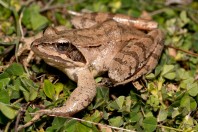 Rana dalmatina, Liqeni i Badovcit