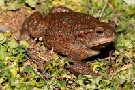 Bufo bufo, Liqeni i Badovcit