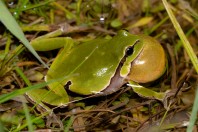Hyla arborea, Liqeni i Badovcit