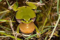 Hyla arborea, Liqeni i Badovcit