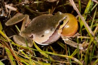 Hyla arborea, Liqeni i Badovcit