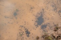 Tadpoles, Liqeni i Badovcit