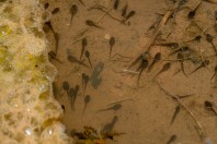 Tadpoles, Liqeni i Badovcit