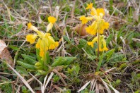 Primula veris, Liqeni Ivajës