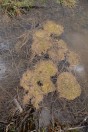 Rana dalmatina, eggs, Liqeni Ivajës