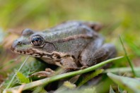 Pelophylax ridibundus, Liqeni Ivajës
