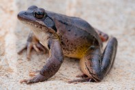 Rana dalmatina, Liqeni Ivajës