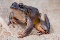 Rana dalmatina, Liqeni Ivajës