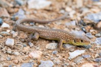 Lacerta viridis, Rrezanë