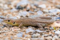 Lacerta viridis, Rrezanë