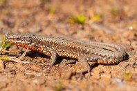 Podarcis muralis, Gorancë