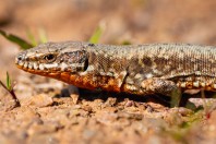Podarcis muralis, Gorancë