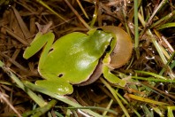 Hyla arborea, Liqeni i Badovcit