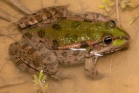 Pelophylax ridibundus, Liqeni i Badovcit