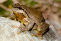 Hyla arborea, Liqeni i Badovcit