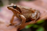 Rana dalmatina, Poliçkë