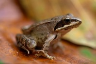 Rana dalmatina, Poliçkë