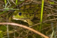 Pelophylax ridibundus, Liqeni i Kotlinës