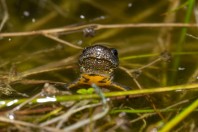 Triturus macedonicus, Liqeni i Kotlinës