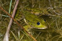 Pelophylax ridibundus, Liqeni i Kotlinës