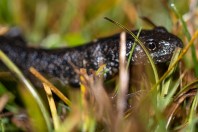 Triturus macedonicus, Liqeni i Kotlinës