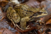 Rana temporaria, Brezovicë