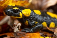 Salamandra salamandra, Brezovicë