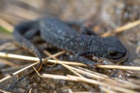 Ichthyosaura alpestris, pohoří Šar