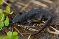 Ichthyosaura alpestris, pohoří Šar