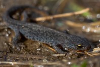 Ichthyosaura alpestris, pohoří Šar