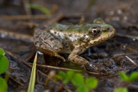 Pelophylax ridibundus, pohoří Šar