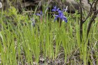 Iris cf. albomarginata, Arkit