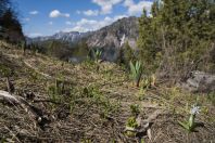 Vegetation, Sary-Chelek