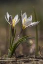 Crocus sp., Chatkal Range