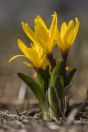 Crocus sp., Chatkal Range