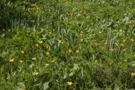 Tulipa kolpakowskiana, Chatkal Range, western Tien-Shan